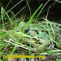 /home//u458753944/public_html/sourcegallery/////////Frogs/Mixed frogs/P8150212.JPG